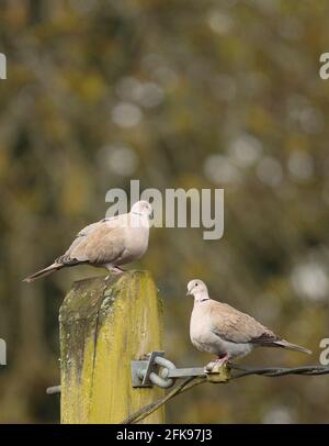Collared Dove Stockfoto