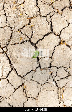 Trockene, rissige Erde mit kleinen grünen Blättern, die durch einen Riss sprießen. Stockfoto