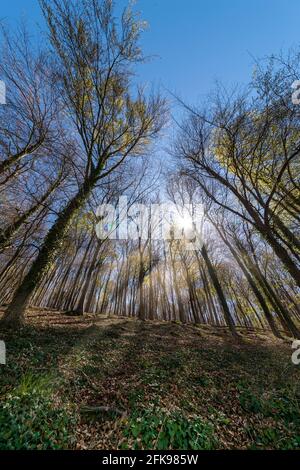 Waldlandschaft mit Sonnenlicht, das durch die Bäume mit Frühlingslaub kommt. Stockfoto