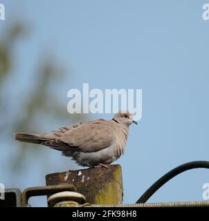 Collared Dove Stockfoto