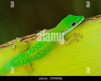 Nahaufnahme eines leuchtend grünen Taggeckos (Phelsuma astriata) Seychellen. Stockfoto