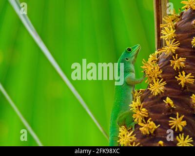 Nahaufnahme eines riesigen grünen Taggeckos (Phelsuma astriata), der sich im Fond Ferdinand Nature Reserve, Seychellen, an Koko de mer ernährt. Stockfoto