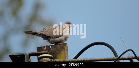 Collared Dove Stockfoto