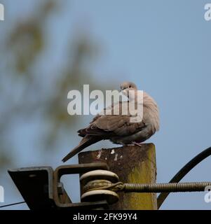 Collared Dove Stockfoto