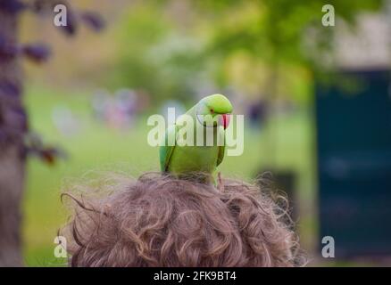 London, Großbritannien. April 2021. Ein ringhalsiger Sittich sitzt auf dem Kopf eines Mannes im St James's Park im Zentrum von London. Kredit: Vuk Valcic/Alamy Live Nachrichten Stockfoto