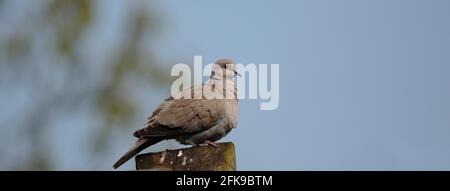 Collared Dove Stockfoto