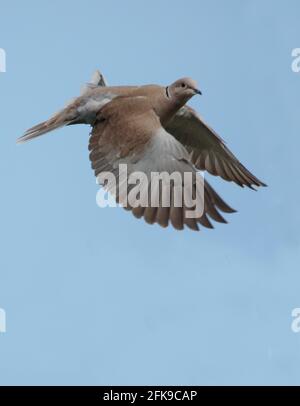 Collared Dove Stockfoto