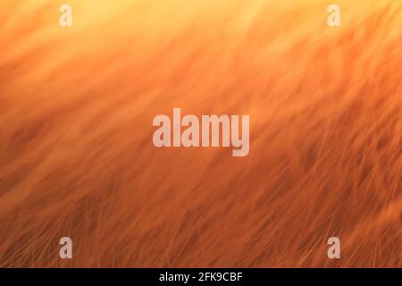 Abstrakter, hellroter Hintergrund. Leuchtend rotes Fell, Nahaufnahme. Stockfoto