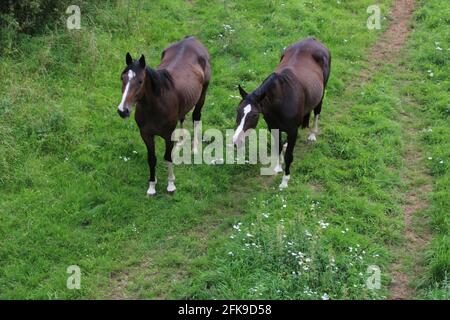 Braune Pferde auf Außenweide /Horses Stockfoto