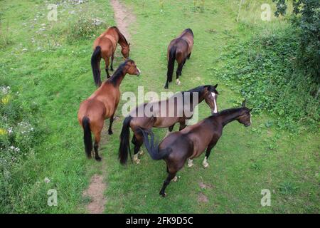 Braune Pferde auf Außenweide /Horses Stockfoto