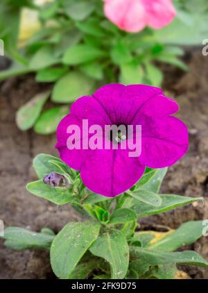 Petunia Blume im Garten. Bunte lila-rote Petunia Blume aus nächster Nähe. Feder Stockfoto