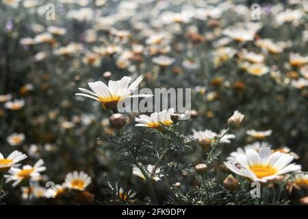 Natur Hintergrund. Wiese voller wilder Gänseblümchen. Stockfoto