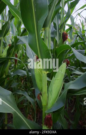 Maiskolben auf Stielen. Junge landwirtschaftliche Pflanzen im Sommer. Reifende junge Maisohr mit Seide auf Stiel auf der Plantage Nahaufnahme. Mais mit kleinen Jungen Stockfoto