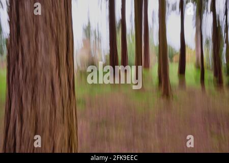 Vertikale ICM (Intentional Camera Movement) erzeugt weiche Formen von Bäumen und einen traumhaften, abstrakten Waldboden. Stockfoto