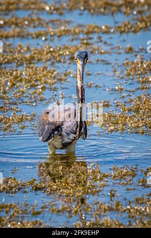 Ausgewachsene dreifarbige Reiher, die am Tag alleine im Teich fischen Stockfoto