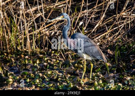 Ausgewachsene dreifarbige Reiher, die am Tag alleine im Teich fischen Stockfoto