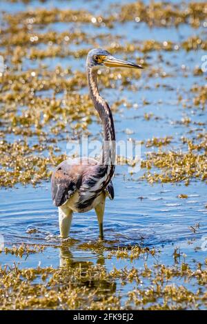 Ausgewachsene dreifarbige Reiher, die am Tag alleine im Teich fischen Stockfoto