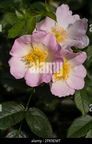 Nahaufnahme von blassrosa Hunderosen. Stockfoto