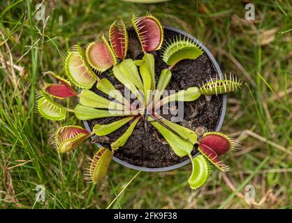 Venusfliegenfalle, auch bekannt als Dionaea muscipula. Stockfoto