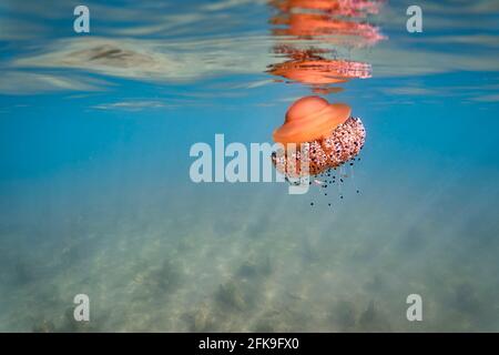 Cotylorhiza tuberculata oder gebratene Eierquallen, die an der Meeresoberfläche reflektiert werden. Der Meeresboden ist mit Fächermuscheln (Pinna nobilis) bedeckt. Stockfoto