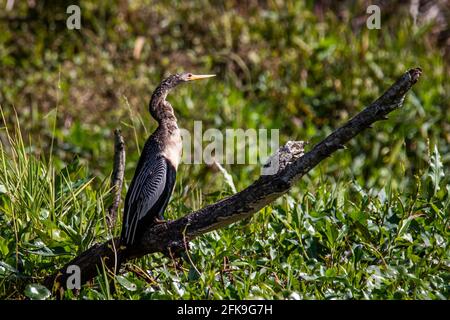 Schöne weibliche Anhinga Schlangenhalsvögel bei sonnigen Tag Porträt Stockfoto