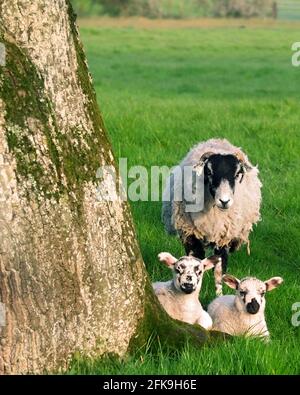 April 2021 - Schafe und junge Menschen auf der Weide im ländlichen Somerset, England, Großbritannien Stockfoto