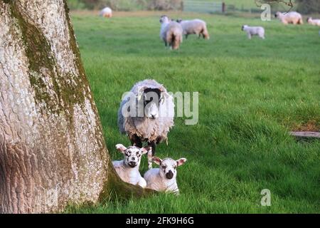 April 2021 - Schafe und junge Menschen auf der Weide im ländlichen Somerset, England, Großbritannien Stockfoto