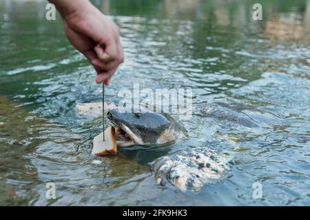 Chittagong, Bangladesch: 29. April 2021. Die Polizei hat am vergangenen Dienstag einen Schädel und zwei Beine aus einem Teich am Bayazid Bostami-Schrein der Stadt in Chittagong Bangladesch geborgen. Nach Angaben der Polizei gibt es im Teich viele große und seltene Arten von Bostami-Schildkröten. Durch die Sperrung wird ihr Lebensmittelangebot aufgrund der Nichtankunft der Besucher reduziert und sie sind den ganzen Tag über sehr hungrig. Die Menge an Nahrung, die vom Schrein geliefert wird, ist sehr gering. Als Ergebnis wurde der achtjährige Junge, der später in den Teich gefallen war, von diesen monströsen Credit: ZUMA Press, Inc./Alamy Live News gefressen Stockfoto