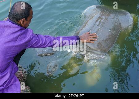 Chittagong, Bangladesch: 29. April 2021. Die Polizei hat am vergangenen Dienstag einen Schädel und zwei Beine aus einem Teich am Bayazid Bostami-Schrein der Stadt in Chittagong Bangladesch geborgen. Nach Angaben der Polizei gibt es im Teich viele große und seltene Arten von Bostami-Schildkröten. Durch die Sperrung wird ihr Lebensmittelangebot aufgrund der Nichtankunft der Besucher reduziert und sie sind den ganzen Tag über sehr hungrig. Die Menge an Nahrung, die vom Schrein geliefert wird, ist sehr gering. Als Ergebnis wurde der achtjährige Junge, der später in den Teich gefallen war, von diesen monströsen Credit: ZUMA Press, Inc./Alamy Live News gefressen Stockfoto