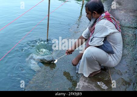 Chittagong, Bangladesch: 29. April 2021. Die Polizei hat am vergangenen Dienstag einen Schädel und zwei Beine aus einem Teich am Bayazid Bostami-Schrein der Stadt in Chittagong Bangladesch geborgen. Nach Angaben der Polizei gibt es im Teich viele große und seltene Arten von Bostami-Schildkröten. Durch die Sperrung wird ihr Lebensmittelangebot aufgrund der Nichtankunft der Besucher reduziert und sie sind den ganzen Tag über sehr hungrig. Die Menge an Nahrung, die vom Schrein geliefert wird, ist sehr gering. Als Ergebnis wurde der achtjährige Junge, der später in den Teich gefallen war, von diesen monströsen Credit: ZUMA Press, Inc./Alamy Live News gefressen Stockfoto