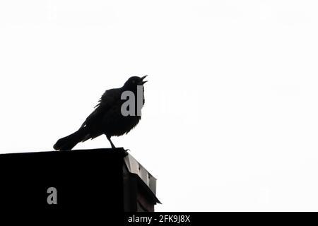 Silhouette eines gewöhnlichen Grabes, der auf dem Dach singt Stockfoto