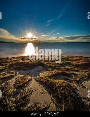 Weitwinkelfoto eines Seegras auf dem Sand Strand im Sommer Stockfoto