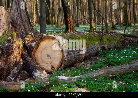 Ein frisch geschnittener Baum mit Jahresringen. Nahaufnahme eines Rundholds im Frühlingswald Stockfoto