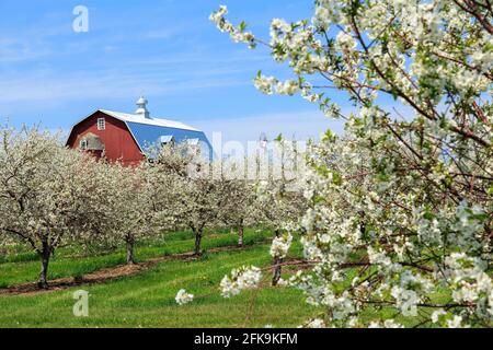 Kirschbäume in Bloom mit Landscheune, Fisch, Creek, Door County, Wisconsin, USA Stockfoto