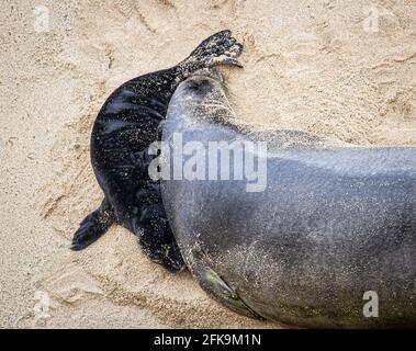 Honolulu, HI, USA. April 2021. Gefährdete Arten Hawaiian Monk Seal, Kaiwi mit ihrem 4 Tage alten Welpen am Strand, wo sie am 26. April 29 2021 am Kaimana Beach in Honolulu, HI, geboren wurde. Quelle: Erik Kabik Fotografie/Media Punch/Alamy Live News Stockfoto