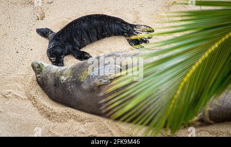 Honolulu, HI, USA. April 2021. Gefährdete Arten Hawaiian Monk Seal, Kaiwi mit ihrem 4 Tage alten Welpen am Strand, wo sie am 26. April 29 2021 am Kaimana Beach in Honolulu, HI, geboren wurde. Quelle: Erik Kabik Fotografie/Media Punch/Alamy Live News Stockfoto