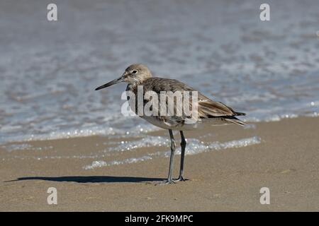 Ein willet am Strand. Es ist ein großer und robuster Küstenvögel und Sandpiper und die größte der Arten, die in der Gattung Tringa als Shanks bezeichnet werden. Stockfoto