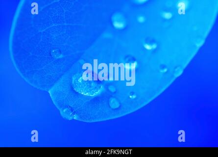 Pop Art Surreal Style Gradient Blau farbige Pflanze Blatt mit Wassertropfen Stockfoto