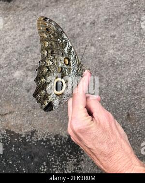 Morpho peleides, der Peleides blue morpho, gemeiner morpho oder der Kaiser ist ein schillernder tropischer Schmetterling, der in Mexiko und Mittelamerika gefunden wurde, Stockfoto