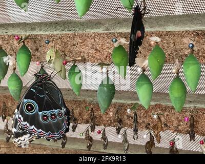 Morpho peleides, der Peleides blue morpho, gemeiner morpho oder der Kaiser ist ein schillernder tropischer Schmetterling, der in Mexiko und Mittelamerika gefunden wurde, Stockfoto