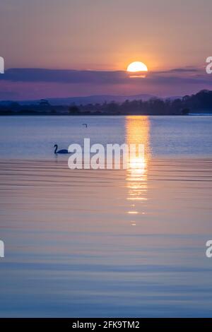 Einziger Singschwan am Lough Neagh, Nordirland, bei Sonnenuntergang Stockfoto