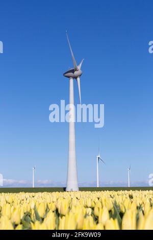 Gelbe Tulpen und Windturbinen unter blauem Himmel im niederlande Stockfoto