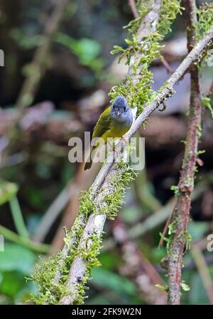 Grauer Canary-Flycatcher (Culicicapa ceylonensis antioxantha) Erwachsener, der auf dem mosigen Zweig Kerinci SeblatNP, Sumatra, Indonesien, thront Juni Stockfoto