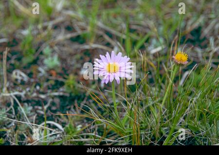 Aster sp., wahrscheinlich Alpenstern (Aster alpinus) in den Alpenwiesen der Elbrus-Region, Kaukasus, 3000 m ü.d.M. Stockfoto