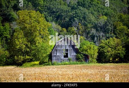 Rustikale Scheune, sitzt in einem geernteten Feld von Mais. Der Stall ist verwittert und alt. Es ist überwuchert und verkommen. Dahinter erhebt sich der Appalachian Mountain. Stockfoto