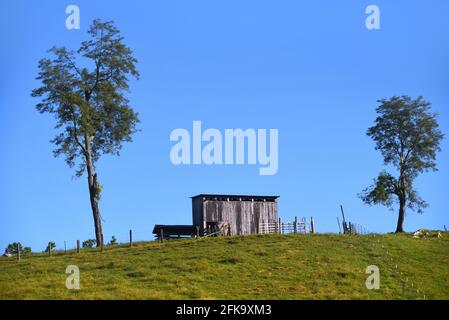 Auf einem Hügel im ländlichen Tennessee befindet sich eine kleine rustikale Holzscheune. Zwei hohe Bäume stehen auf jeder Seite. Stockfoto