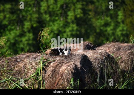 Die Raubkatze legt sich auf alte runde Heuballen. Katze ist schwarz und weiß hatte grüne Augen offen beobachten. Stockfoto