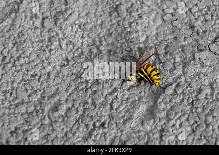 Tote Hummel liegt auf dem Bürgersteig. Nahaufnahme Von Dead Honey Bee Auf Rock. High Angle View Of Dead Honey Bee Stockfoto