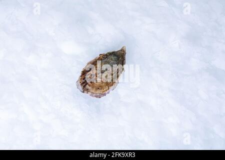 Frische und geschlossene Auster auf Eis Stockfoto