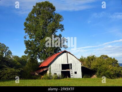 Diese weiße Scheune in den Blue Ridge Mountains verfügt über ein rotes Dach und eine Leiter. Blauer Himmel und Bäume umrahmen die alte Scheune. Stockfoto